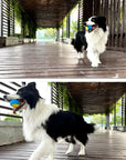 Squeaky TPR Chew Ball